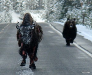 bear bison