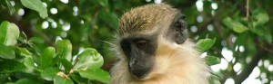 barbados-green-monkey