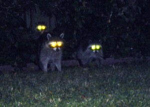 three-raccoons