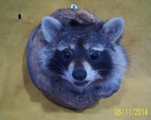 mounted raccoon head