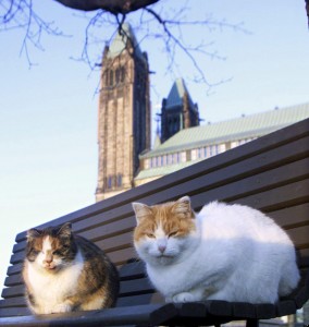 Parliament Cats 20121222