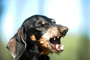 http://www.dreamstime.com/stock-photo-angry-dachshund-image26498680