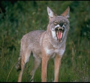 coyote angry