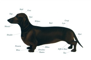 dachshund_all_outer_parts