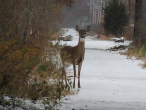 deer2-on-the-rail-trail-by-art-munger