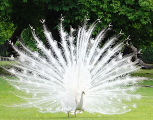 white peacock