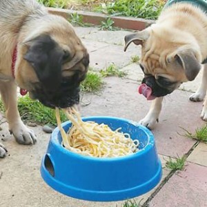 dogs-carb