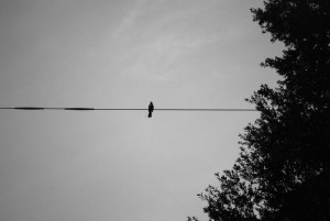 bird-on-a-wire