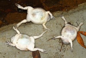 dead-frogs