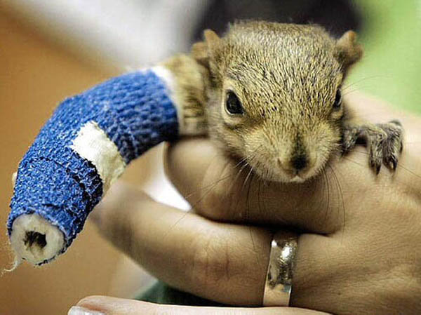 Injured Squirrel